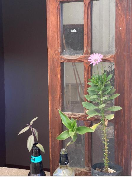 Hostal Del Centro En Slp 산루이스포토시주 외부 사진